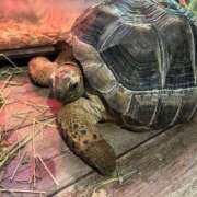 ヒメ日記 2025/04/28 12:07 投稿 ゆま すごいエステ 名古屋店