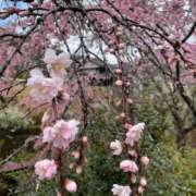 ヒメ日記 2025/04/04 22:33 投稿 咲/Saki ジュリエット