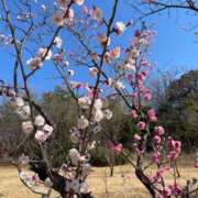 咲/Saki 梅🌸 ジュリエット