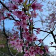 ヒメ日記 2026/04/14 23:03 投稿 咲/Saki ジュリエット