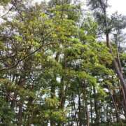 ヒメ日記 2025/06/01 09:22 投稿 かよ 熟女の風俗最終章 新宿店