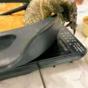 ヒメ日記 2025/02/18 03:39 投稿 伊藤りこ 鶯谷デッドボール