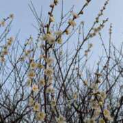 ヒメ日記 2025/04/08 00:00 投稿 白羽 優梨☆清廉清純清楚な幼女系 MARVELOUS