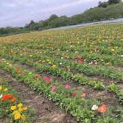 ヒメ日記 2025/03/11 14:29 投稿 みみ 迷宮の人妻　熊谷・行田発