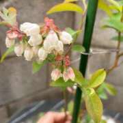 ヒメ日記 2025/04/20 22:05 投稿 天野なこ やみつきエステ錦糸町店