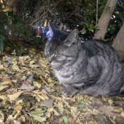 ヒメ日記 2025/03/16 17:43 投稿 さくら カリビアン