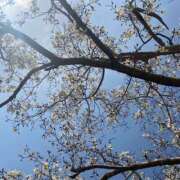 ヒメ日記 2025/04/09 15:23 投稿 さくら カリビアン