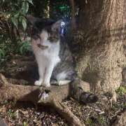 ヒメ日記 2025/04/12 21:37 投稿 さくら カリビアン