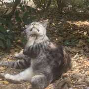 ヒメ日記 2025/04/13 14:50 投稿 さくら カリビアン