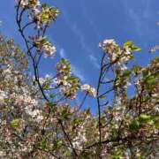 ヒメ日記 2025/04/16 11:21 投稿 あんな カリビアン