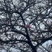 ヒメ日記 2025/02/05 09:42 投稿 工藤ももこ しこたま奥様 横浜店