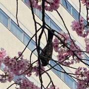 ヒメ日記 2025/04/05 09:42 投稿 工藤ももこ しこたま奥様 横浜店