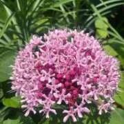 ヒメ日記 2025/07/11 20:52 投稿 工藤ももこ しこたま奥様 横浜店