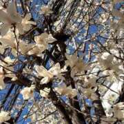 ヒメ日記 2026/03/15 09:48 投稿 工藤ももこ しこたま奥様 横浜店