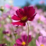 ヒメ日記 2025/03/09 17:09 投稿 一条アン ヴェルファーレーVELFARREー鹿児島