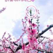 ヒメ日記 2025/04/11 19:34 投稿 まき 甲府人妻隊