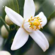 ヒメ日記 2025/12/28 09:40 投稿 まき 甲府人妻隊