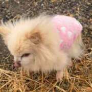 ♪りな♪ ピンチ！ 水色りぼん