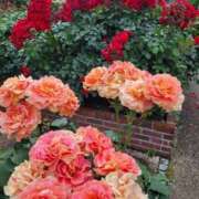 ヒメ日記 2025/06/02 11:57 投稿 あおい モアグループ 土浦人妻花壇