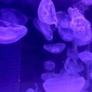 ヒメ日記 2025/05/05 20:26 投稿 歩美（あゆみ） 女々艶 大和店