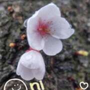 ヒメ日記 2025/03/30 14:05 投稿 まふゆ セレブクエスト‐Kasukabe‐