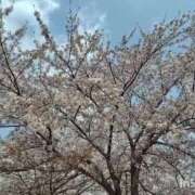 ヒメ日記 2025/04/10 17:40 投稿 まふゆ セレブクエスト‐Kasukabe‐