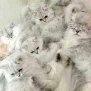 ヒメ日記 2025/03/31 10:18 投稿 あすな セレブクエスト‐Kasukabe‐