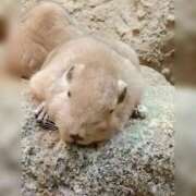 ヒメ日記 2025/04/15 11:18 投稿 あすな セレブクエスト‐Kasukabe‐