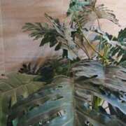 ヒメ日記 2025/04/28 12:33 投稿 いろ セレブクエスト‐Kasukabe‐