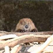 ヒメ日記 2025/07/21 18:21 投稿 もか ぽちゃデリ！Mix Juice 上尾店