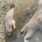 ヒメ日記 2025/08/04 23:38 投稿 もか ぽちゃデリ！Mix Juice 上尾店