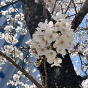 ヒメ日記 2025/04/05 20:00 投稿 しの 奥鉄オクテツ大阪