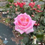 ヒメ日記 2025/06/15 17:10 投稿 しの 奥鉄オクテツ奈良