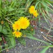 みその [お題]from:パジャマで出勤さん 奥様なでしこ