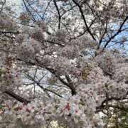 シーナ-Shina- さくら マニア東京　Mフェチ・アブノーマル専門店