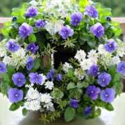 ヒメ日記 2026/02/04 11:35 投稿 すみれ 完熟ばなな新宿