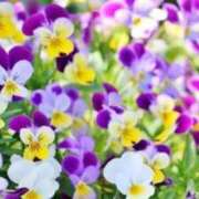 ヒメ日記 2026/02/14 11:35 投稿 すみれ 完熟ばなな新宿