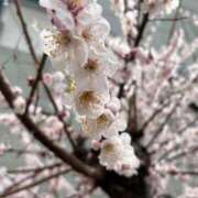 すみれ 梅✨ 完熟ばなな新宿