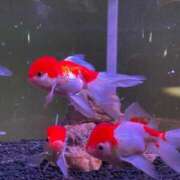 ヒメ日記 2026/03/21 20:01 投稿 みいな　ゴールド+3 CLUB虎の穴 福岡店