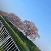 ヒメ日記 2025/04/12 06:31 投稿 かい マリン土浦本店