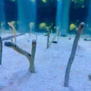 ヒメ日記 2025/01/03 10:44 投稿 めい奥様 なすがママされるがママ春日部