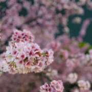 ヒメ日記 2025/03/19 01:53 投稿 めい奥様 なすがママされるがママ春日部