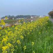 ヒメ日記 2025/04/19 06:36 投稿 まき チューリップ土浦店