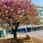 ヒメ日記 2025/03/23 20:31 投稿 美月 紗英 横浜貴楼館