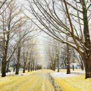 美月 紗英 🍁🍃❄️☃️ 横浜貴楼館