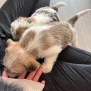 ヒメ日記 2026/02/17 09:07 投稿 さり☆清らかな真面目さん JKサークル