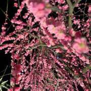 ヒメ日記 2026/02/25 11:49 投稿 さり☆清らかな真面目さん JKサークル