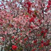 ヒメ日記 2026/04/02 13:39 投稿 さり☆清らかな真面目さん JKサークル