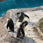 ヒメ日記 2026/06/03 07:32 投稿 さり☆清らかな真面目さん JKサークル
