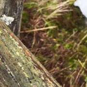 ヒメ日記 2025/04/30 13:18 投稿 結心 PLUS十三店